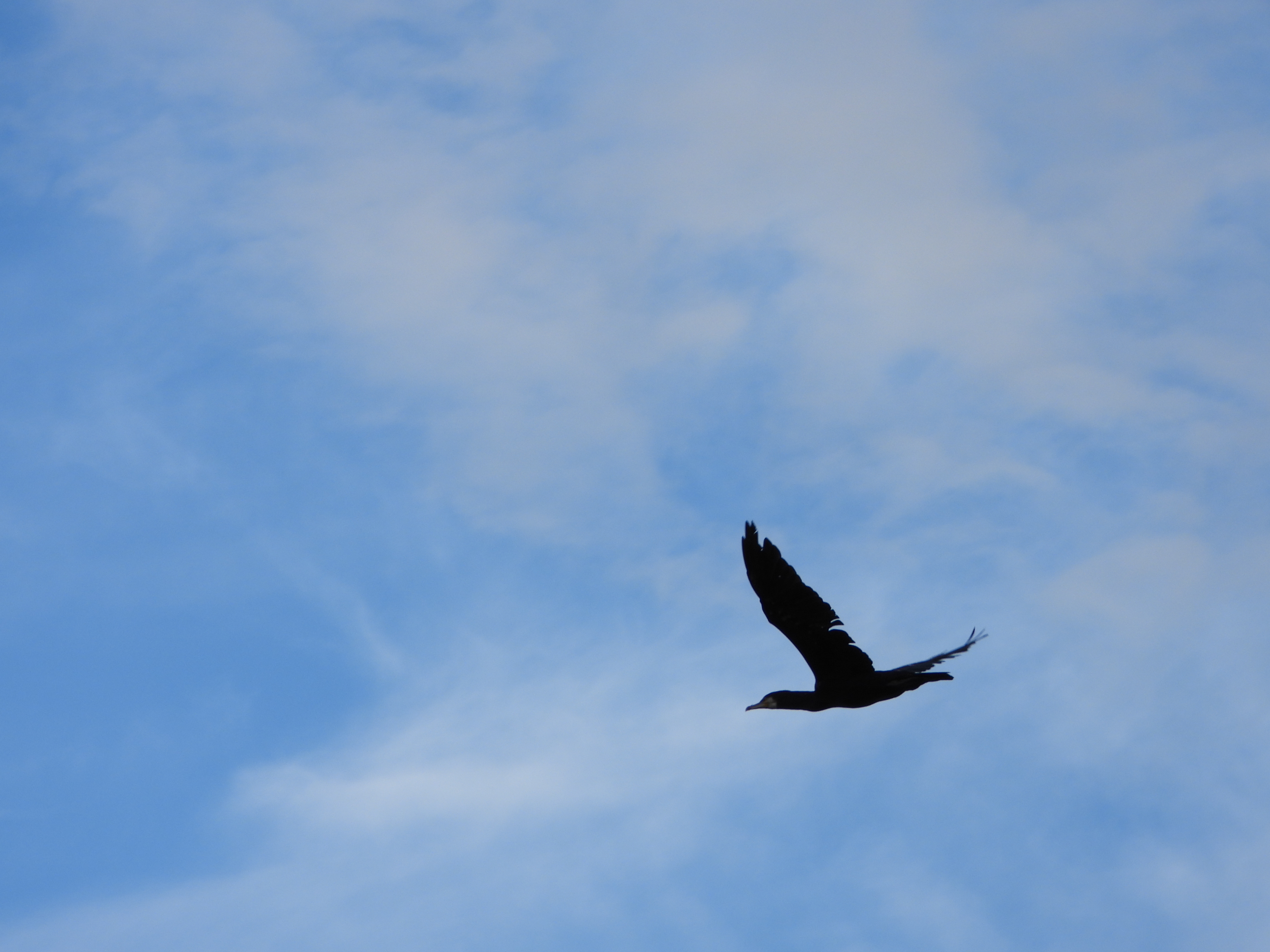 Μια φωτογραφία που τραβήχτηκε σε ψηφιακή φωτογραφική μηχανή Nikon Coolpix P1100