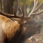 Η νέα κάμερα άγριας ζωής διαθέτει άλκες 800 λιβρών στο βόρειο Μίσιγκαν