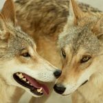 «Ανακαλύψτε Πώς ο Μεγάλος, Κακός Λύκος Μας Προστατεύει Κρυφά — Θα σας εκπλήξει!»