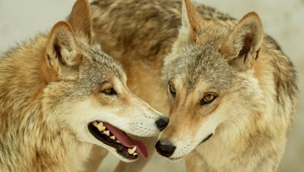 «Ανακαλύψτε Πώς ο Μεγάλος, Κακός Λύκος Μας Προστατεύει Κρυφά — Θα σας εκπλήξει!»