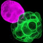 Συναρπαστική Εξέλιξη: Ιάπωνες Ερευνητές Δημιούργησαν Τεχνητά Εγκεφαλικά Κυκλώματα – Αλλάζει το Μέλλον της Επιστήμης!