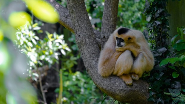 «Τρόμος για τη Φύση: 10 Είδη που Κινδυνεύουν με Εξαφάνιση στο 2026 – Από τις Ψυχεδελικές Αράχνες ως τα Ευρωπαϊκά Χέλια!»