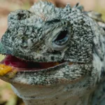 10 ευάλωτα είδη άγριας ζωής που πρέπει να παρακολουθήσετε το 2026