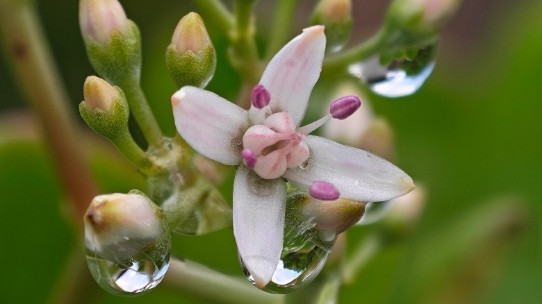 10x ζουμ στο Honor Magic8 Pro