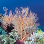 «Ανακαλύψτε πώς οι κοραλλιογενείς ύφαλοι μπορούν να σώσει εκατομμύρια πεινασμένα στόματα!»