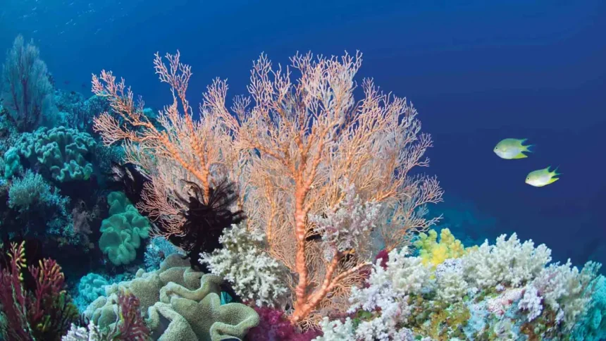 «Ανακαλύψτε πώς οι κοραλλιογενείς ύφαλοι μπορούν να σώσει εκατομμύρια πεινασμένα στόματα!»