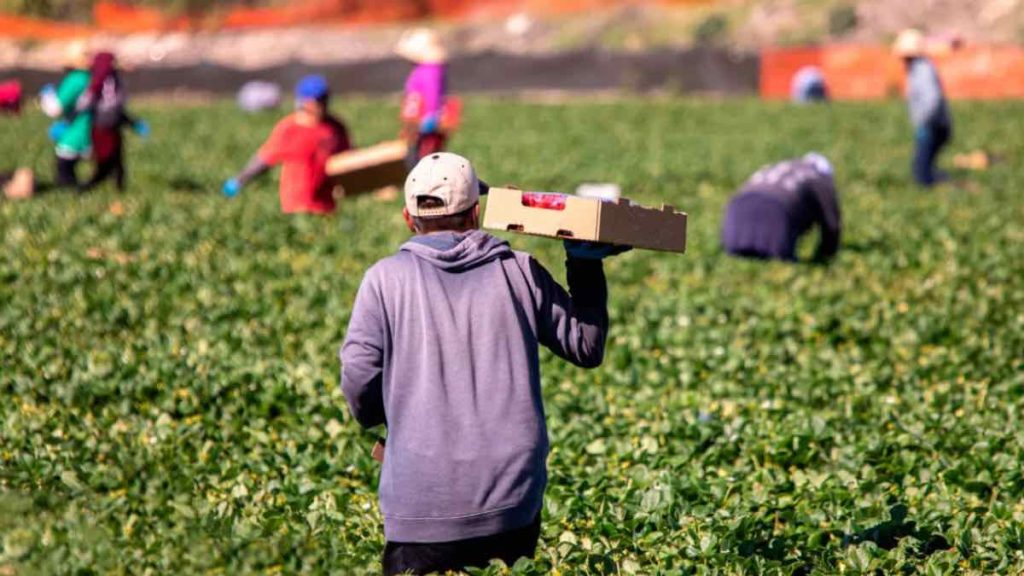 ΑΑΔΕ έλεγχος αγροτικών επιδοτήσεων με αυτοψίες στο χωράφι