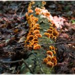 Απίστευτο! Η Πρώτη Σύνθετη Μορφή Ζωής Δεν Ήταν Αυτό που Φανταζόσουν!