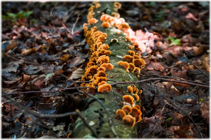 Απίστευτο! Η Πρώτη Σύνθετη Μορφή Ζωής Δεν Ήταν Αυτό που Φανταζόσουν!