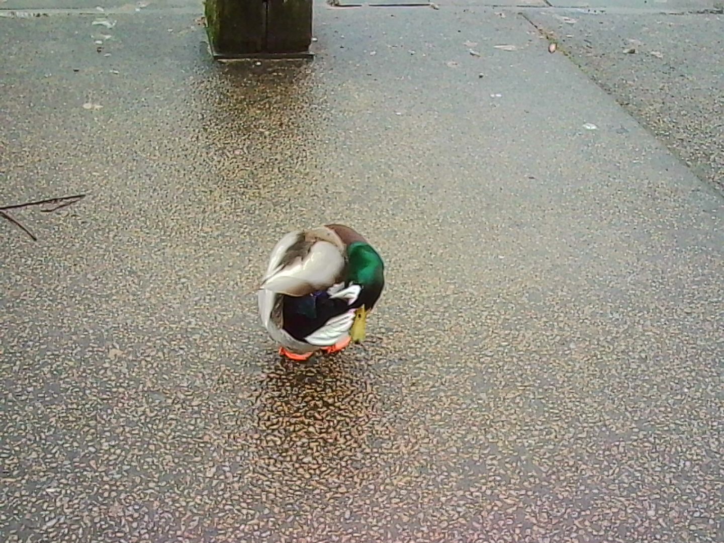 Μια φωτογραφία τραβηγμένη σε μια κάμερα με μπρελόκ της Kodak Charmera