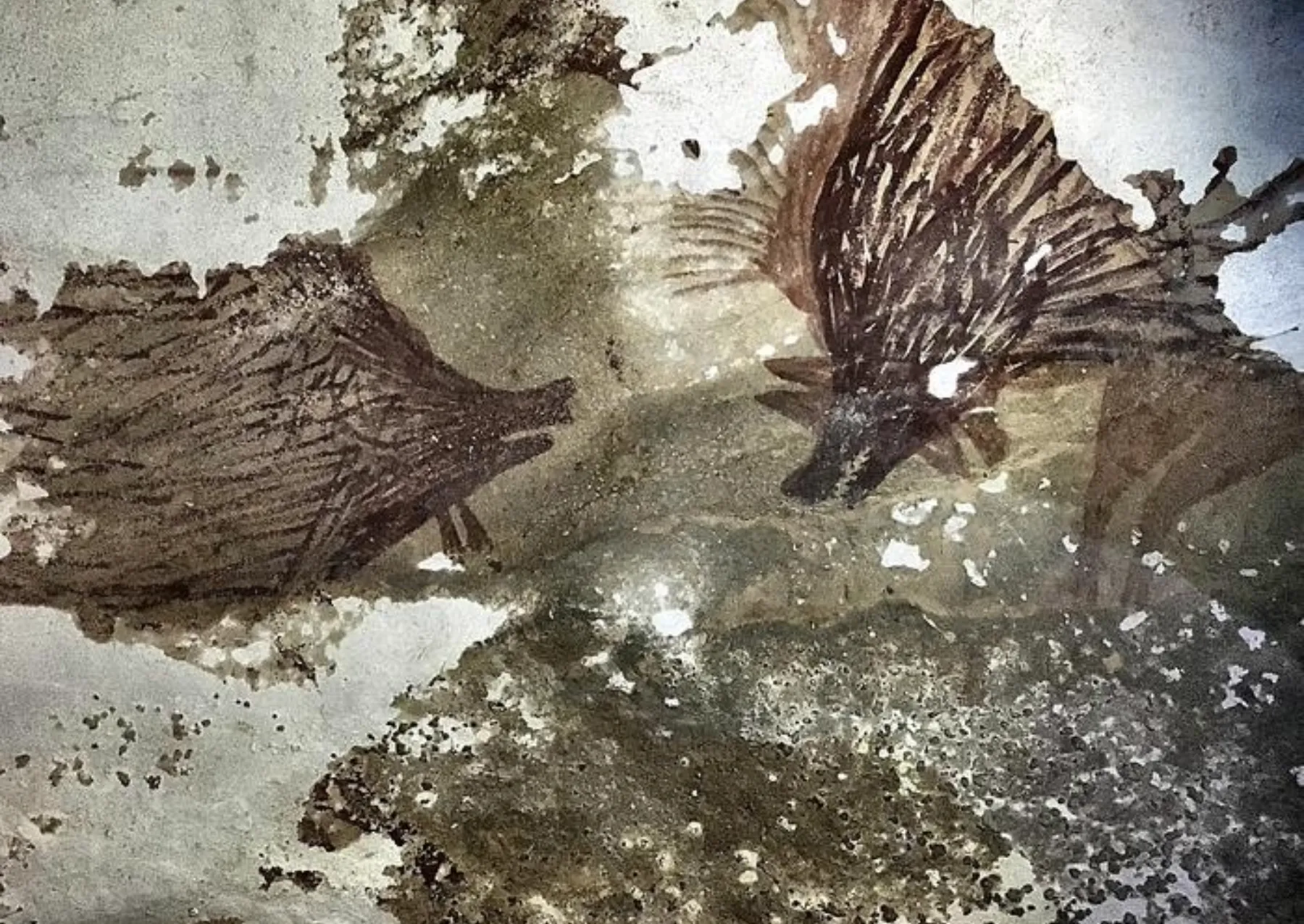 Προϊστορική ζωγραφική σε σπήλαιο δύο χοίρων Σουλαουέζι, σπήλαιο Leang Tedongnge, Sulawesi, Ινδονησία. 