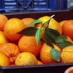 «Η Απίθανη Σύνδεση: Πώς η Έλλειψη Βιταμίνης C Μπορεί να Μας Προστάτεψε από Θανατηφόρα Παράσιτα!»