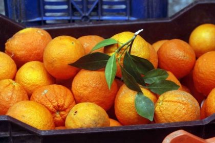 «Η Απίθανη Σύνδεση: Πώς η Έλλειψη Βιταμίνης C Μπορεί να Μας Προστάτεψε από Θανατηφόρα Παράσιτα!»