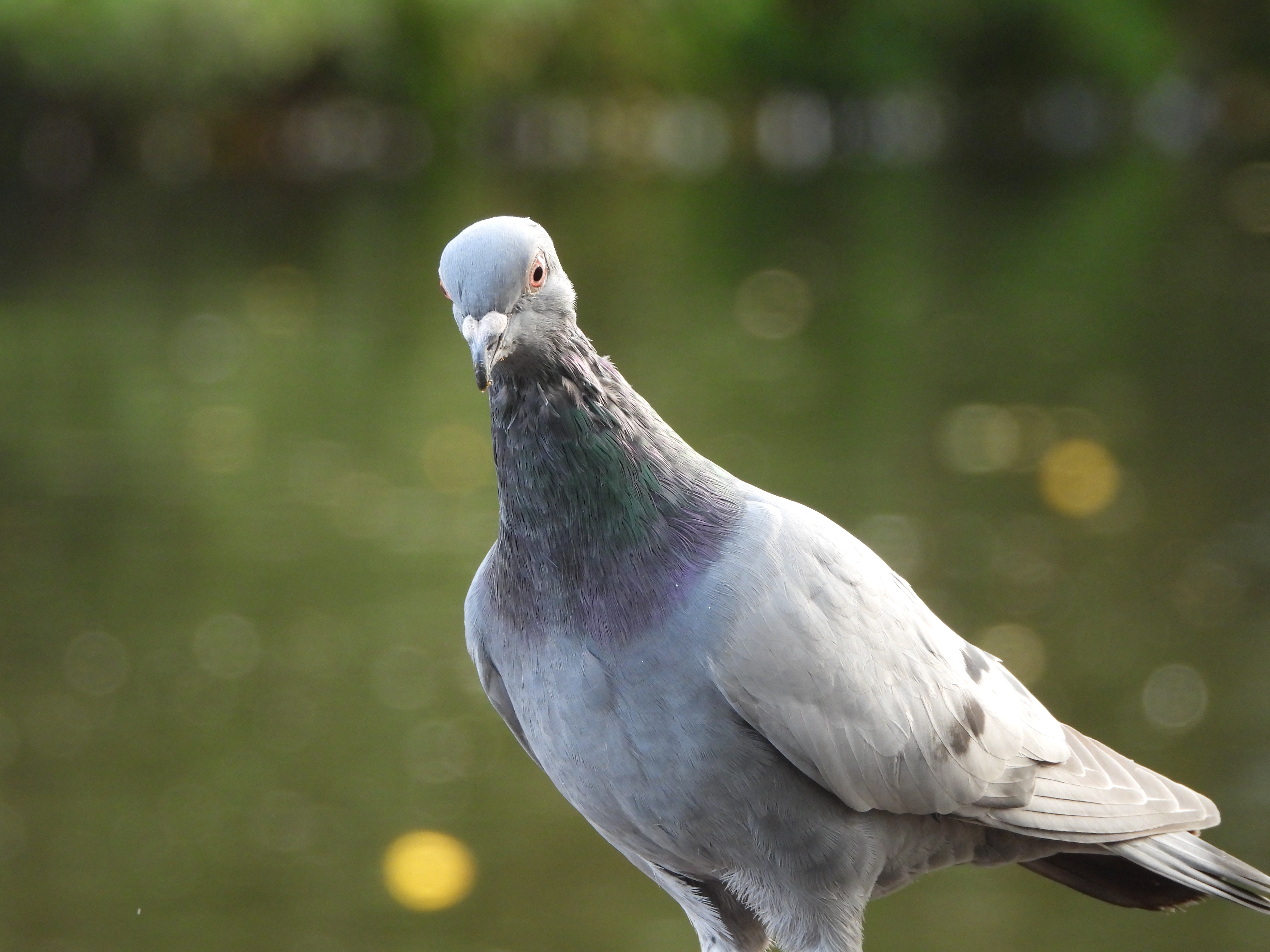 Μια φωτογραφία που τραβήχτηκε σε ψηφιακή φωτογραφική μηχανή Nikon Coolpix P1100