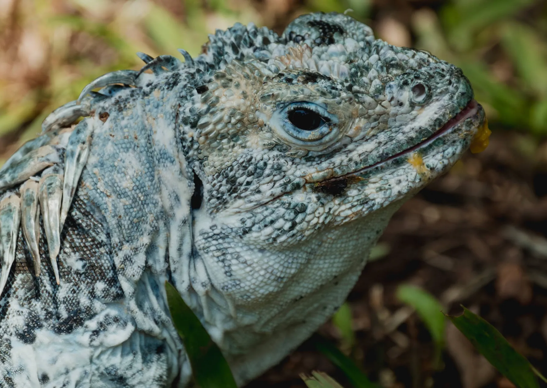 ένα ιγκουάνα