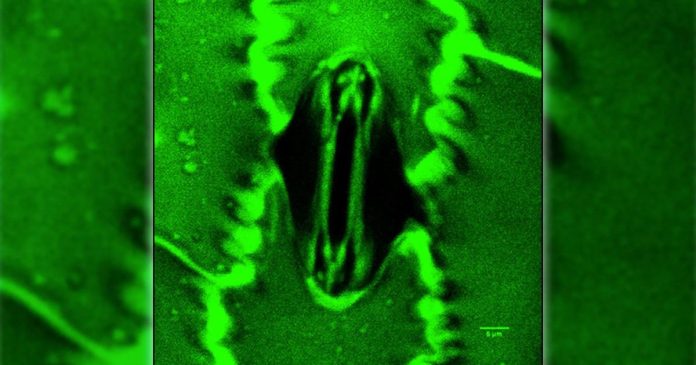 «Ανακαλύψτε την Επαναστατική Τεχνική που Ξεσκεπάζει την «Αναπνοή» των Φυτών! Η Μαγική Λύση για την Ξηρασία Είναι Εδώ!»