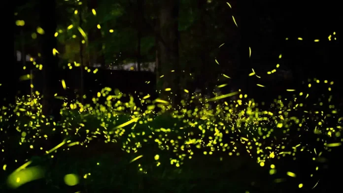 Ανακαλύψτε πώς το φως γίνεται η μυστική γλώσσα της επικοινωνίας!