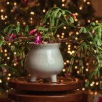 Αποκαλύπτουμε το Μυστικό: Πώς να Κάνετε τον Χριστουγεννιάτικο Κάκτο σας να Ανθίζει ξανά και ξανά!