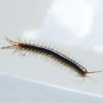 «Ανακαλύψτε γιατί οι σαρανταποδαρούσες στο σπίτι σας είναι σήμα κινδύνου — Εδώ είναι οι εύκολοι τρόποι να τις εξολοθρεύσετε!»