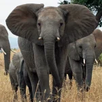 Γιατί οι ελέφαντες έχουν τόσο μεγάλα αυτιά; Δεν υπάρχει μία απάντηση.