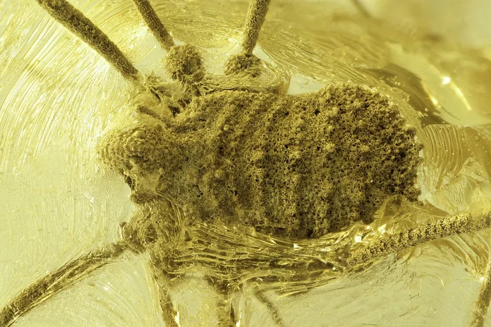 Ανακαλύφθηκε Σπάνιο Αραχνοειδές 35 Εκατομμυρίων Ετών στο Κεχριμπάρι!