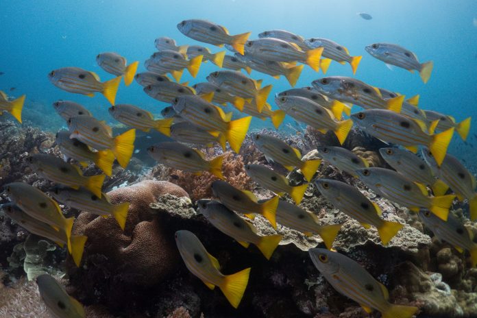 «Συναγερμός από Copernicus: Θερμοκρασίες ωκεανών σε νέο ρεκόρ!»
