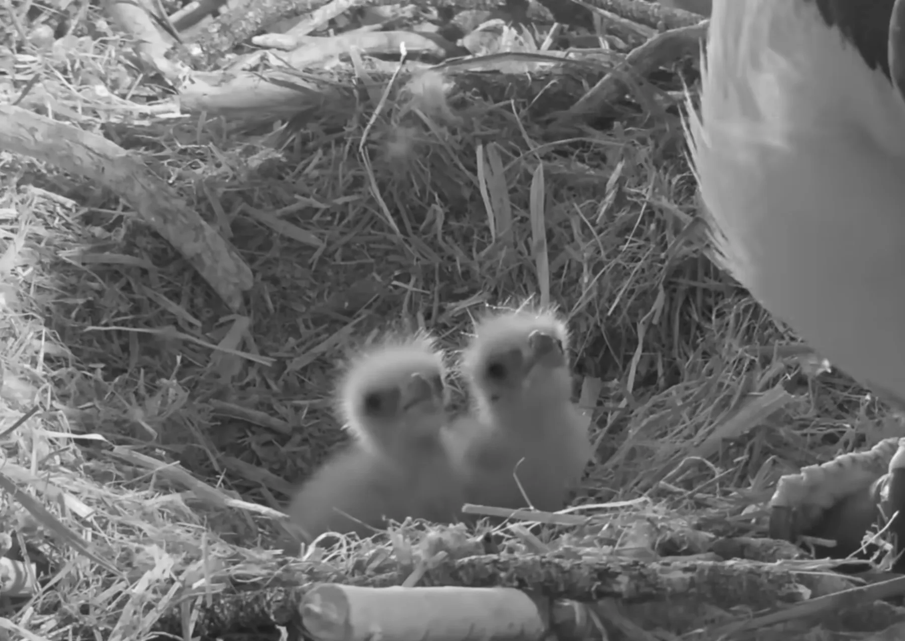 δύο νεοσσοί αετών σε μια φωλιά