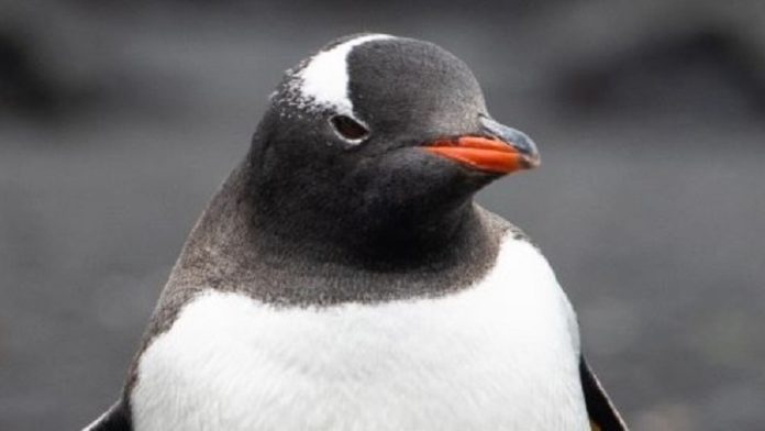 «Σοκ: Ο Αυτοκρατορικός Πιγκουίνος Στη Λίστα των Απειλούμενων!»