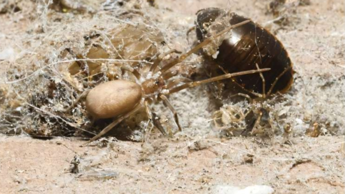 Η αράχνη Pink Floyd: Τρώει σφάλματα 6 φορές πιο μεγάλα