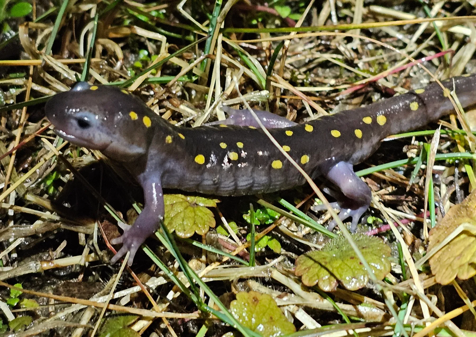 Μια κηλίδα σαλαμάνδρα που περπατά κατά μήκος βρεγμένου γρασιδιού.