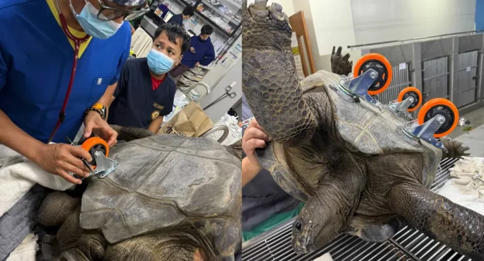 Τραυματισμένη χελώνα: Μια νέα ζωή με τέσσερις τροχούς