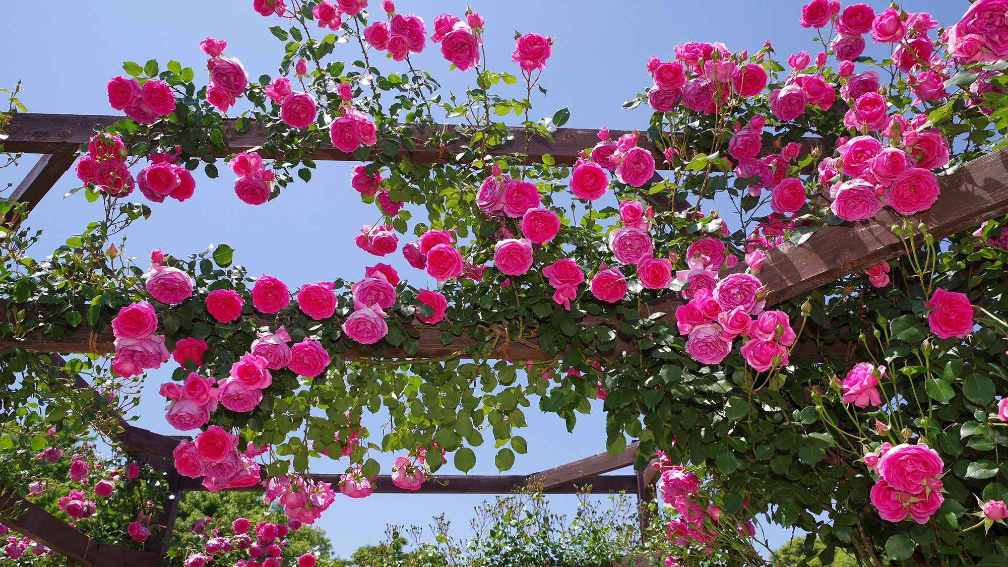 Αναρριχώμενο τριαντάφυλλο