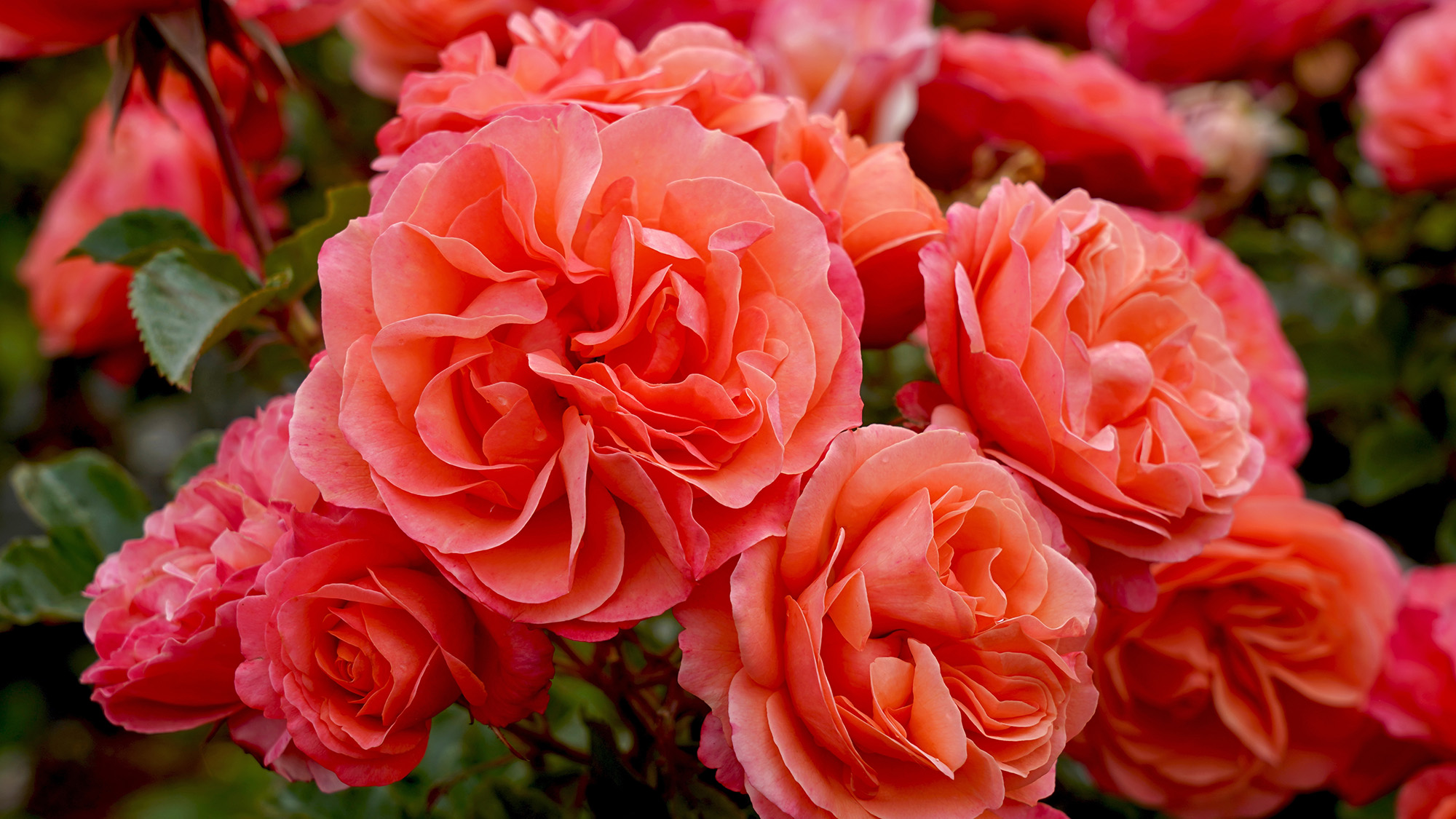 Τριαντάφυλλο Floribunda