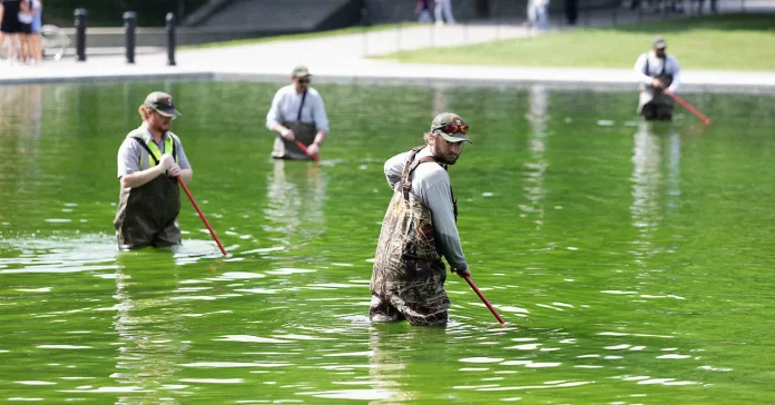 «Αιτίες φύκια στην Reflecting Pool μετά την ανακαίνιση Trump» «Αιτίες φύκια στην Reflecting Pool μετά την ανακαίνιση Trump»