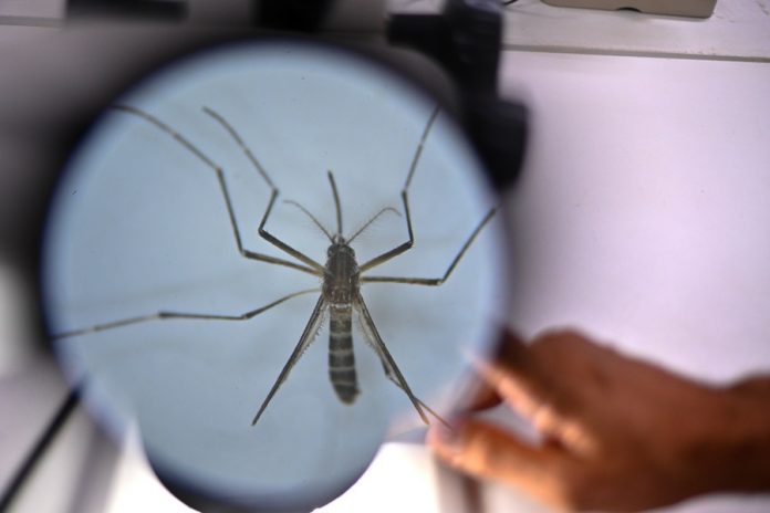 Λέιζερ AI εξουδετερώνει κουνούπια & ανιχνεύει ανθρώπους Λέιζερ AI εξουδετερώνει κουνούπια & ανιχνεύει ανθρώπους