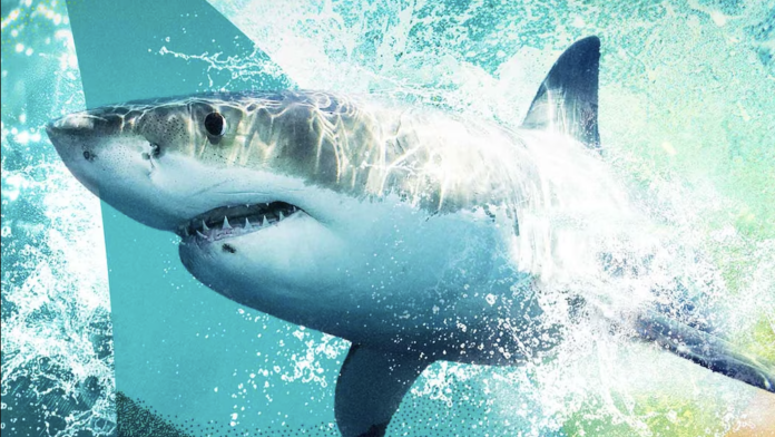Μάθετε πώς να δείτε το “Sharkfest” online από παντού Μάθετε πώς να δείτε το "Sharkfest" online από παντού