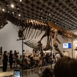 T-Rex 70 εκατ. ετών: Πωλήθηκε σκελετός 11,5 μέτρων στη Νέα Υόρκη