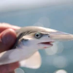 Καρχαρίες Bonnethead: Νέα στοιχεία για ένα μεγάλο μυστήριο