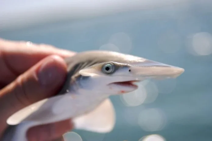 Καρχαρίες Bonnethead: Νέα στοιχεία για ένα μεγάλο μυστήριο Καρχαρίες Bonnethead: Νέα στοιχεία για ένα μεγάλο μυστήριο