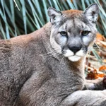 Puma: Μείωση τροχαίων ατυχημάτων μέσω της θήρας ελαφιών