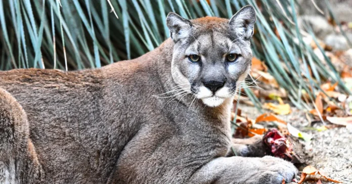 Puma: Μείωση τροχαίων ατυχημάτων μέσω της θήρας ελαφιών Puma: Μείωση τροχαίων ατυχημάτων μέσω της θήρας ελαφιών