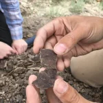 Αρχαία δάση 56 εκατ. ετών στέλνουν προειδοποίηση για το σήμερα