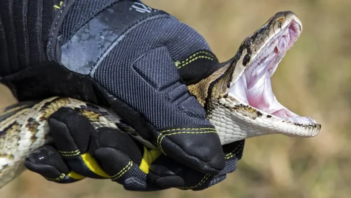 Florida Python Challenge: Νικητής σκότωσε 96 φίδια Florida Python Challenge: Νικητής σκότωσε 96 φίδια