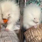 Albino Porcupine Baby Rescued in Maine: A Rare Sight