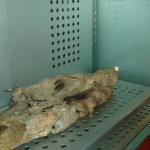 Εμπορία μούμιες: Η πραγματική κατάρα και οι κίνδυνοι